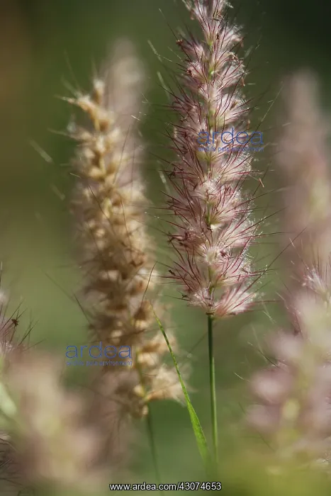  : Fountain Grass