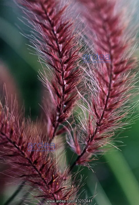 : Fountain Grass : Fountain Grass
