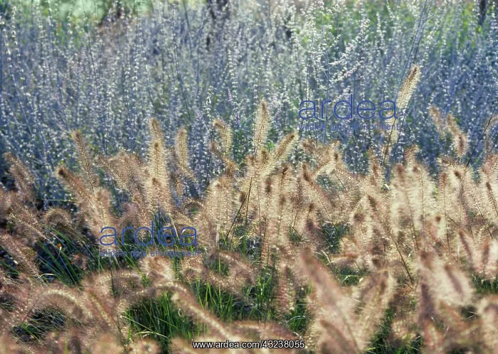 : Fountain grass : Fountain grass