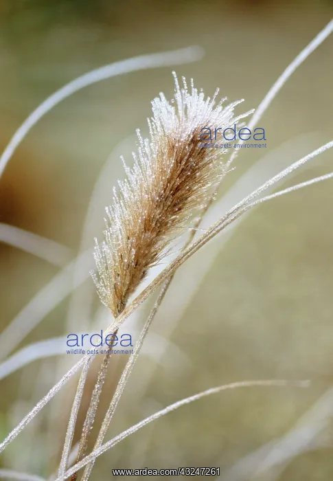  : Fountain Grass