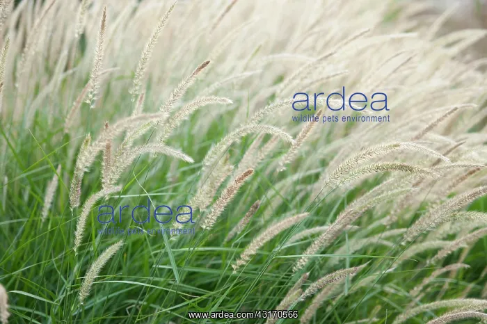 : Fountain grass, Pennisetum alopecuroides Fairy : Fountain grass, Pennisetum alopecuroides Fairy
