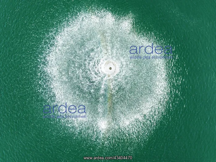 : Fountain in the La Noria Golf Resort. Aerial view : Fountain in the La Noria Golf Resort. Aerial view