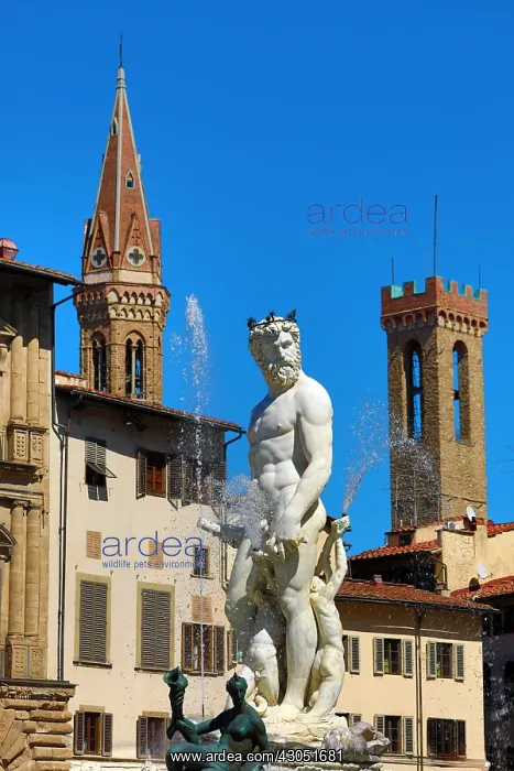 : Fountain of Neptune in the Piazza della Signoria : Fountain of Neptune in the Piazza della Signoria