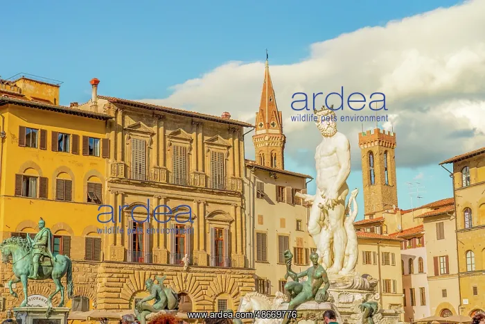  : Fountain of Neptune, Piazza della Signoria, Florence, Italy