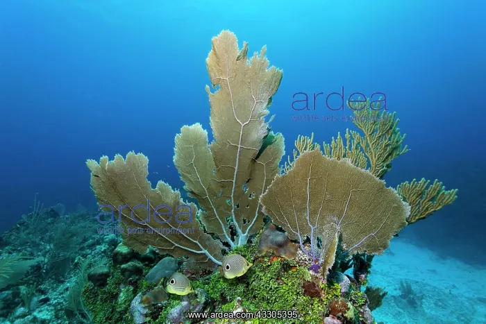 : Four-eyed Butterflyfish or Foureye Butterflyfish : Four-eyed Butterflyfish or Foureye Butterflyfish