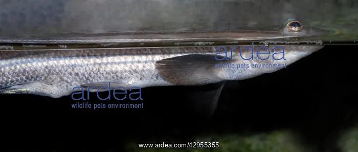 : Four-eyed Fish : Four-eyed Fish