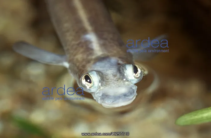 : FOUR-EYED FISH : FOUR-EYED FISH