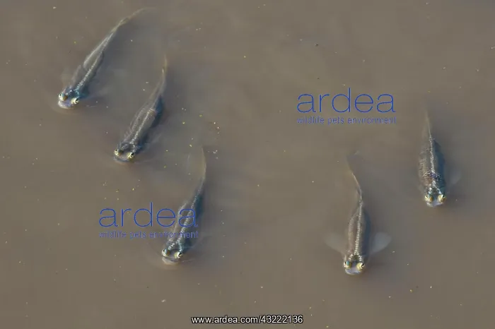 : Four-eyed fishes, (Anableps) swimming in Suriname : Four-eyed fishes, (Anableps) swimming in Suriname