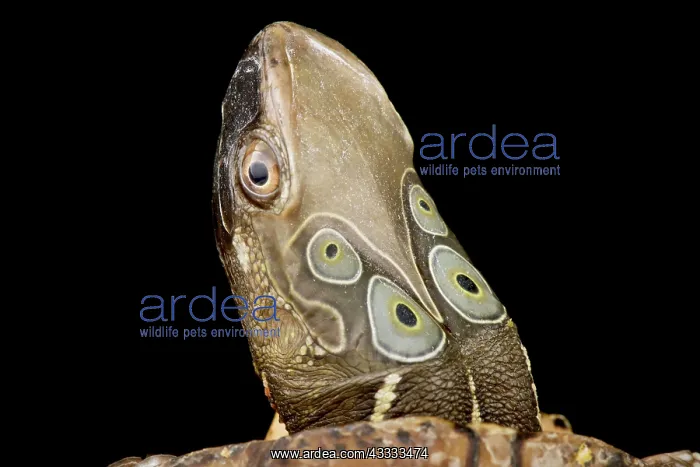 : Four-eyed turtle (Sacalia quadriocellata), on bl : Four-eyed turtle (Sacalia quadriocellata), on bl