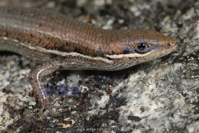 : Four-fingered Skink : Four-fingered Skink