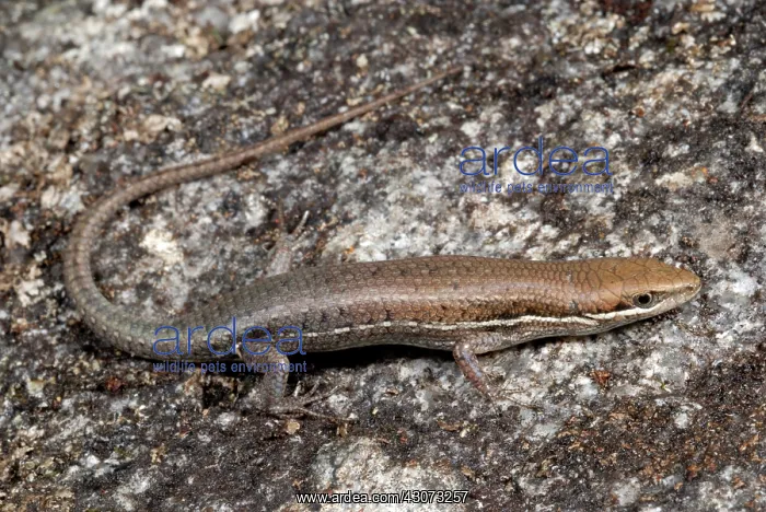 : Four-fingered Skink : Four-fingered Skink