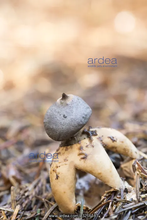 : Four-footed Earthstar (Geastrum quadrifidum) gr : Four-footed Earthstar (Geastrum quadrifidum) gr