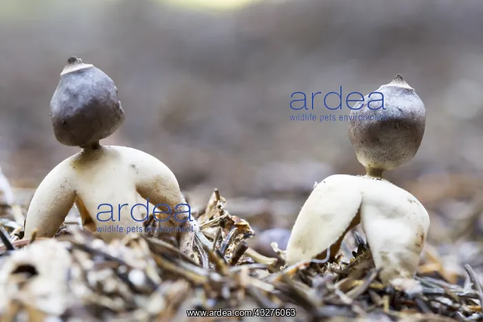 : Four-footed Earthstar (Geastrum quadrifidum) gr : Four-footed Earthstar (Geastrum quadrifidum) gr