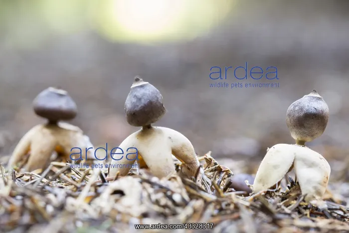 : Four-footed Earthstar (Geastrum quadrifidum) gr : Four-footed Earthstar (Geastrum quadrifidum) gr