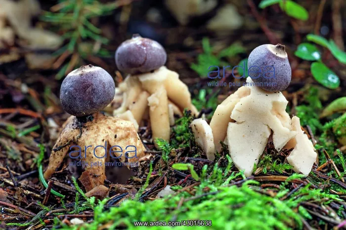 : Four-footed / Rayed Earthstar Fungus - fruiting : Four-footed / Rayed Earthstar Fungus - fruiting