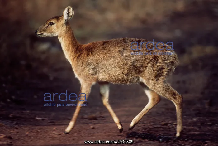 : Four-horned Antelope / Chousingha : Four-horned Antelope / Chousingha