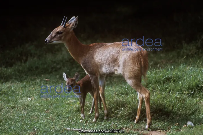 : Four-horned Antelope / Chousingha - buck and young : Four-horned Antelope / Chousingha - buck and young