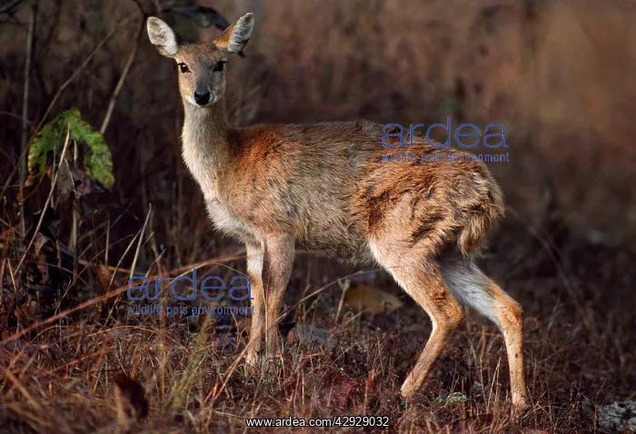 : Four-horned Antelope / Chousingha - female : Four-horned Antelope / Chousingha - female