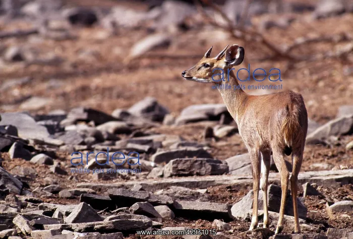 : Four-horned Antelope / Chousingha - male : Four-horned Antelope / Chousingha - male