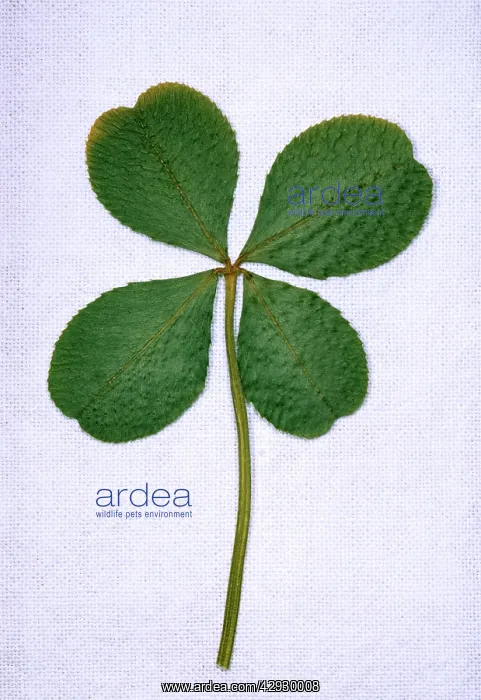: Four-leaf Clover - Considered as being lucky : Four-leaf Clover - Considered as being lucky