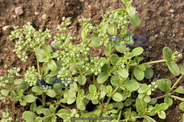 : Four-leaved allseed : Four-leaved allseed