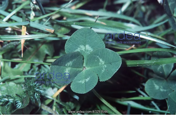 : FOUR-LEAVED CLOVER - Shamrock : FOUR-LEAVED CLOVER - Shamrock