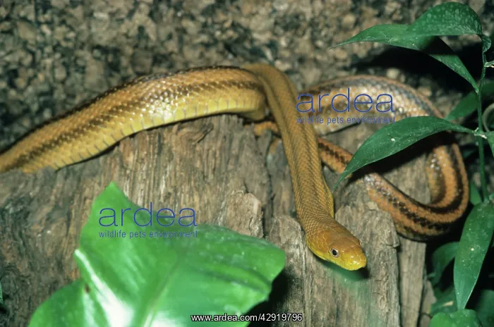 : Four-lined Rat Snake : Four-lined Rat Snake