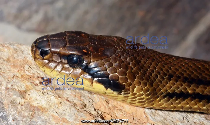 : Four-lined Ratsnake, non-venomous snake found in : Four-lined Ratsnake, non-venomous snake found in