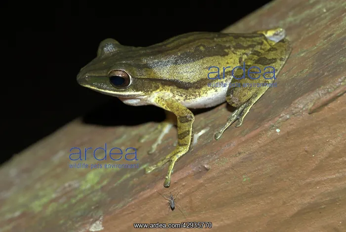 : Four-lined Tree Frog : Four-lined Tree Frog