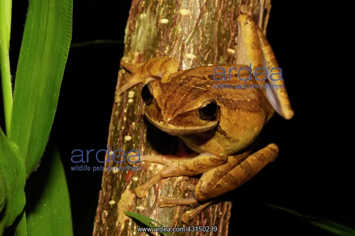 : Four-lined Tree Frog : Four-lined Tree Frog