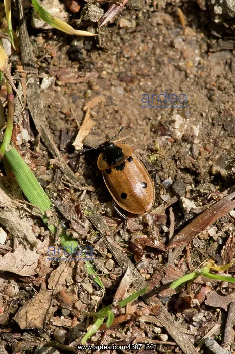 : Four-point Silphe (Dendroxena quadrimaculata) on : Four-point Silphe (Dendroxena quadrimaculata) on