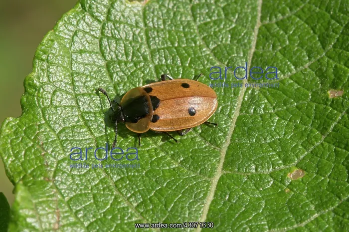 : Four-point Silphe (Dendroxena quadrimaculata) on : Four-point Silphe (Dendroxena quadrimaculata) on