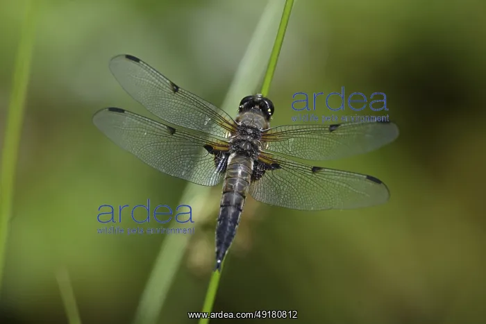 : Four-spot (Libellula quadrimaculata) sitting on a reed stalk : Four-spot (Libellula quadrimaculata) sitting on a reed stalk