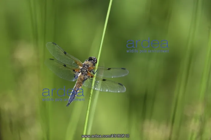 : Four-spot (Libellula quadrimaculata) sitting on a rush stalk : Four-spot (Libellula quadrimaculata) sitting on a rush stalk