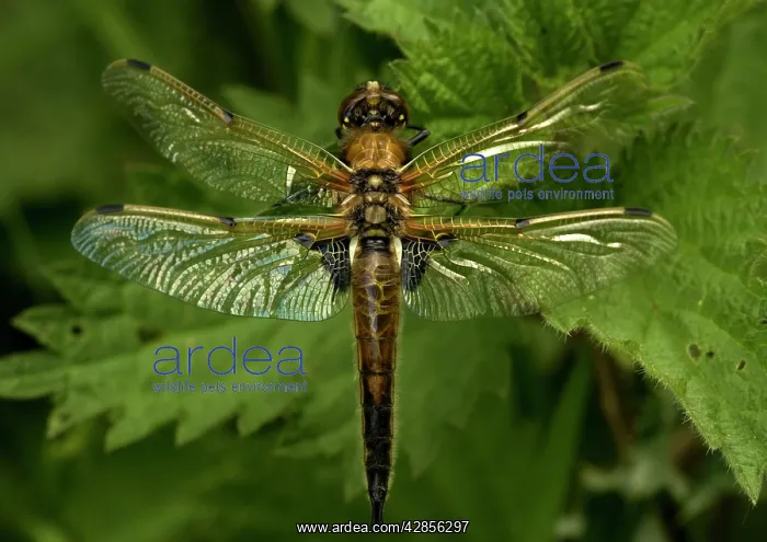 : Four-Spotted Chaser : Four-Spotted Chaser