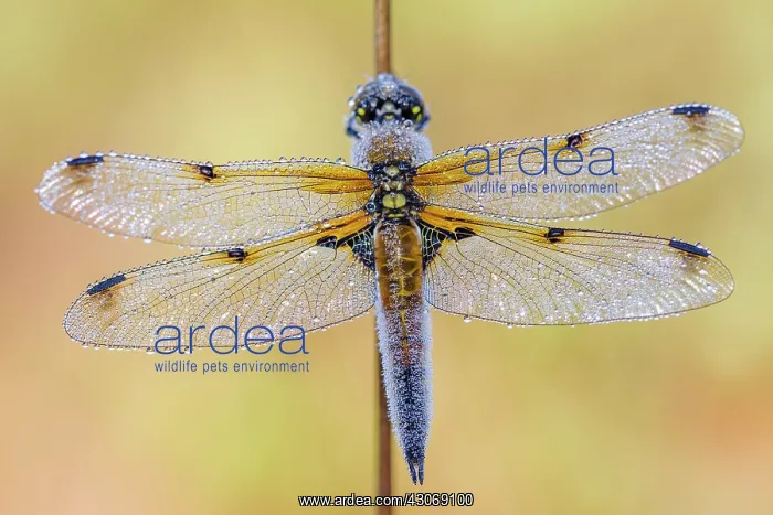 : Four-spotted Chaser : Four-spotted Chaser