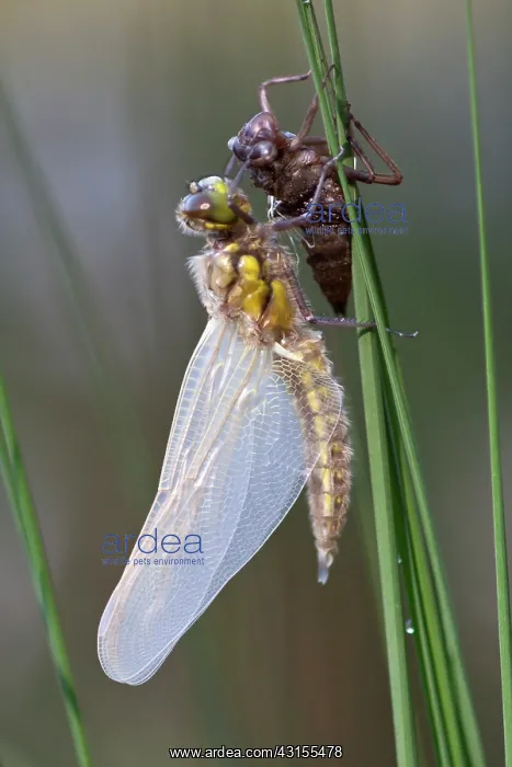 : Four-spotted Chaser : Four-spotted Chaser