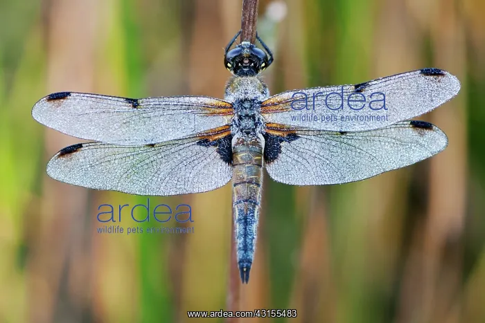 : Four-spotted Chaser : Four-spotted Chaser