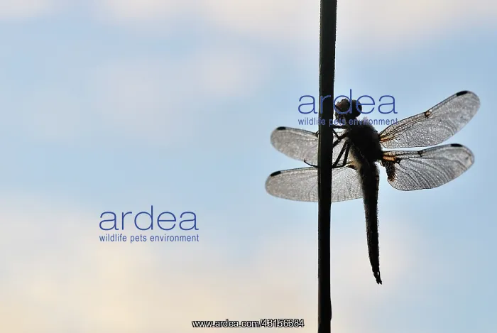 : Four-spotted Chaser : Four-spotted Chaser