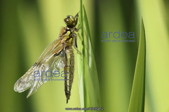 : Four-spotted Chaser : Four-spotted Chaser