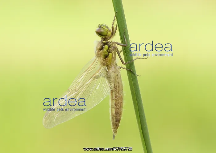 : Four-spotted Chaser : Four-spotted Chaser
