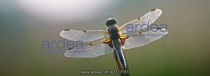 : Four-spotted Chaser : Four-spotted Chaser