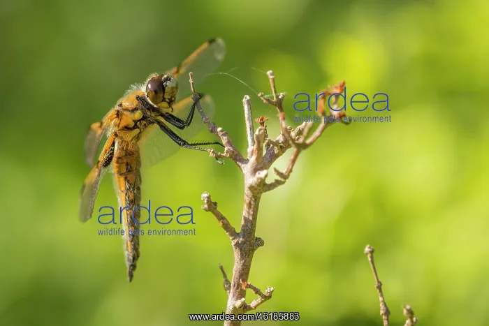 : Four-spotted Chaser : Four-spotted Chaser
