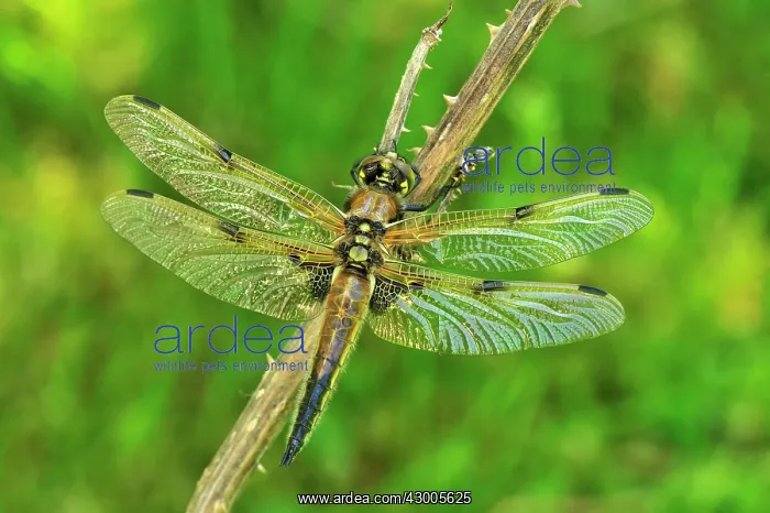 : Four-spotted Chaser Dragonfly : Four-spotted Chaser Dragonfly