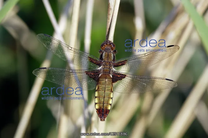 : Four-spotted Chaser Dragonfly - female, resting : Four-spotted Chaser Dragonfly - female, resting