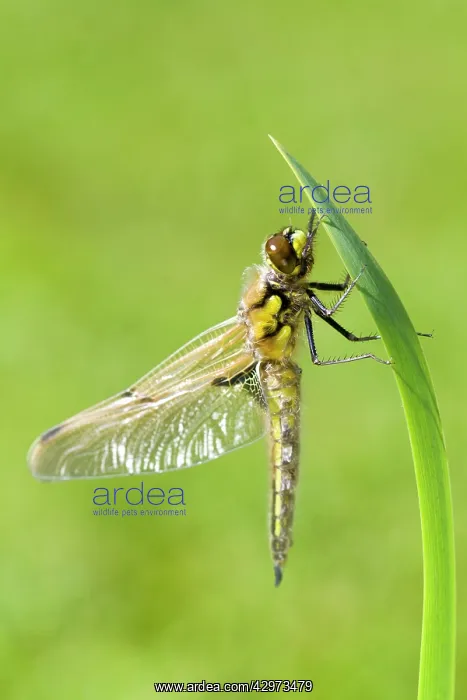 : Four-spotted Chaser Dragonfly - recently emerged : Four-spotted Chaser Dragonfly - recently emerged