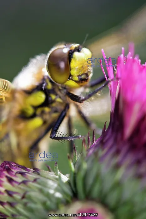 : Four-spotted Chaser Dragonfly - recently emerged : Four-spotted Chaser Dragonfly - recently emerged