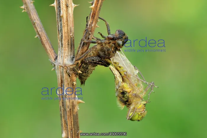 : Four-spotted Chaser hatching dragonfly nymph : Four-spotted Chaser hatching dragonfly nymph