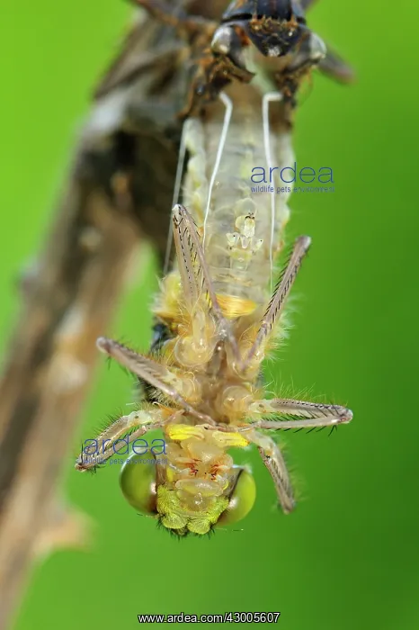 : Four-spotted Chaser hatching dragonfly nymph : Four-spotted Chaser hatching dragonfly nymph