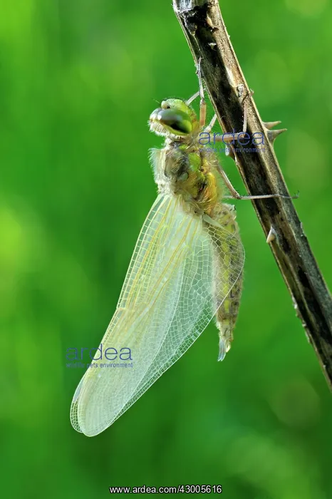 : Four-spotted Chaser hatching dragonfly nymph : Four-spotted Chaser hatching dragonfly nymph